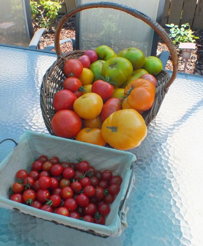 Jul 12 crop photo Jul12crop_zps89e4b9b5.jpg